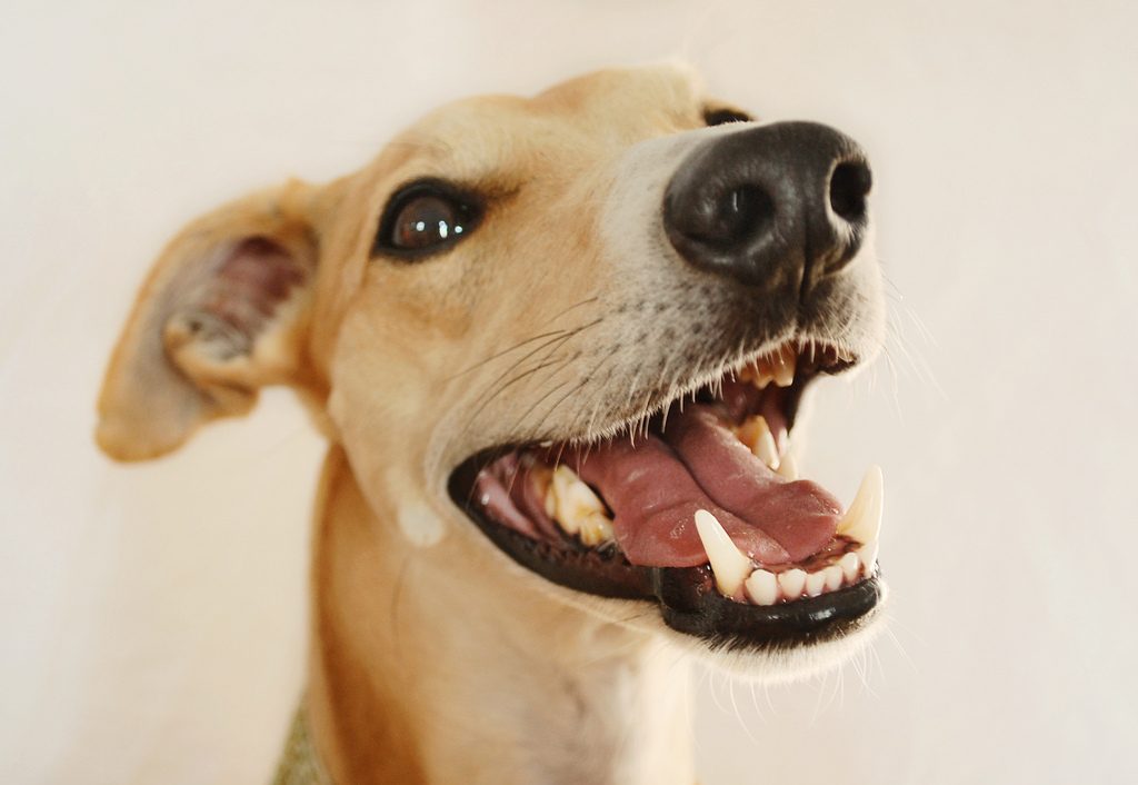 Signs of Pet Dental Health Problems