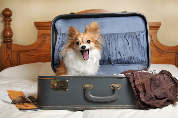 happy dog in suite case ready for vacation